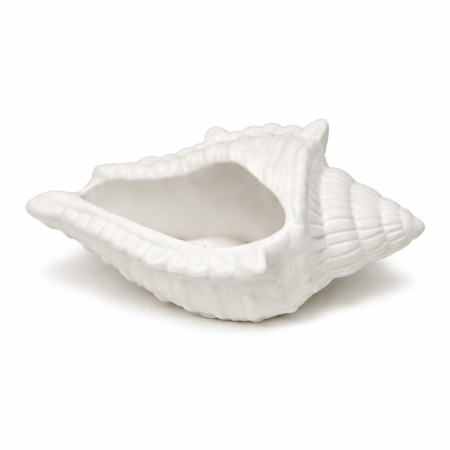 شكل محار البحر لون أبيض