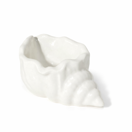 صدف أبيض حجم صغير لون أبيض