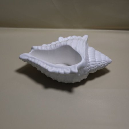 شكل محار البحر لون أبيض